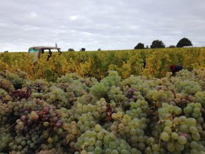 Vendanges manuelles de Chenin, raisins mûrs, dorés mais non confits pour obtenir un bel Anjou Blanc, "Le Clos des Plantes".