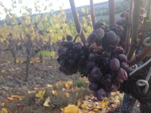 Pourriture noble obtenue grâce au Botrytis Cinerea, un champignon se développant grâce aux brumes matinales de la rivière "Le Layon"!